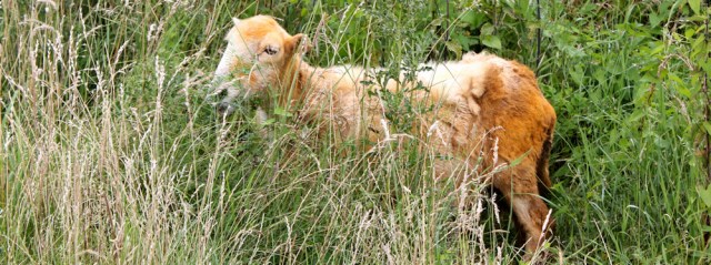 a04 mucky sheep, Ruth hiking The Wirral Peninsula