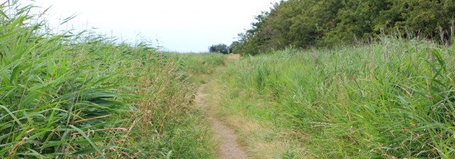 a11 path through grasses, Ruth hiking Wirral