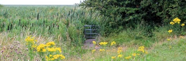 a12 path through the reeds, Ruth Livingstone, Wirral Peninsula