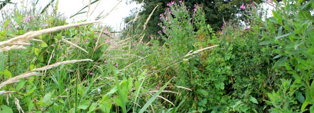 a13 overgrown path, Ruth hiking Wirral
