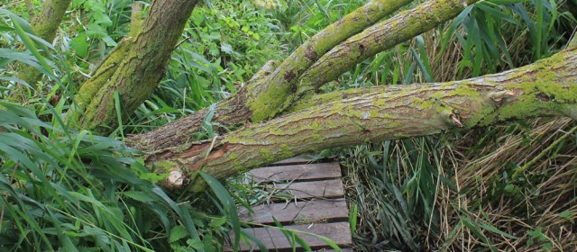 a14 Ruth Livingstone hiking to Neston