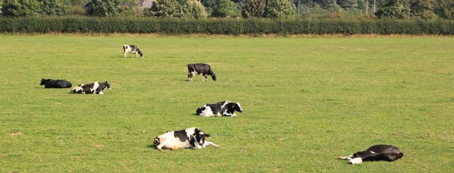 03-dopey-cows-ruths-coastal-walk-lancashire