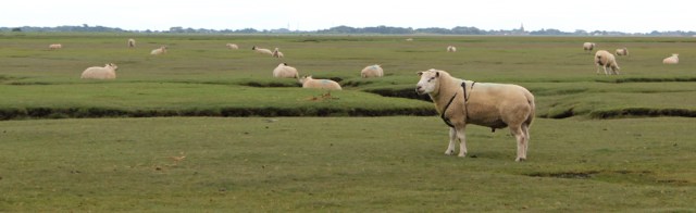 03-ram-cockerham-sands-ruths-coastal-walk-around-the-uk