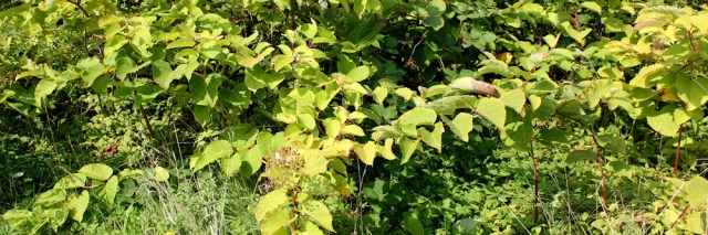 06-japanese-knotweed-ruths-coastal-walk-lytham