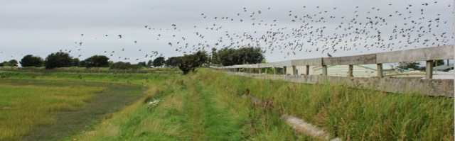 07-starlings-over-bank-houses-caravan-park-ruth-walking-the-english-coast