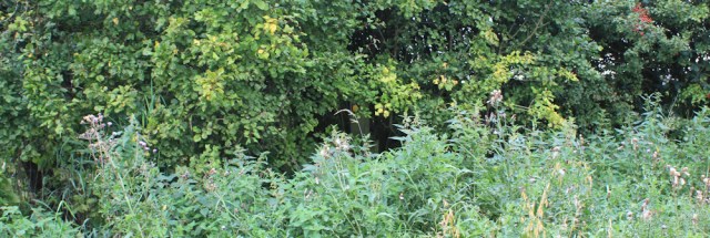 21-spot-the-footpath-sign-ruth-walking-the-english-coast