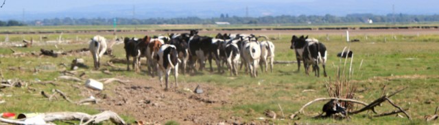 32 stampeding cows, Ruth walking the marshes, Ribble Estuary