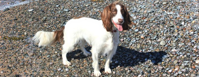 34-lottie-walking-the-english-coast-ruth-livingstone