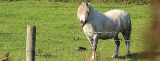06-gum-chewing-horse-ruth-livingstone-walking-the-english-coast