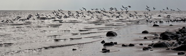 10-panicked-seabirds-ruth-walking-around-morcambe-bay