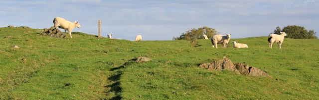 10-sheep-on-how-barrow-ruth-walking-the-english-coast