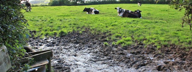 11-boggy-and-muddy-path-to-humphrey-head-ruths-coastal-walk-cumbria
