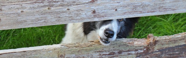 15-guard-dog-wyke-farm-ruths-coastal-walk-to-humphrey-head