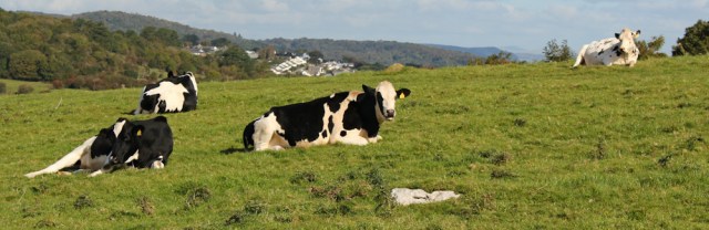 20-blissed-out-cows-humphrey-head-ruth-livingstone
