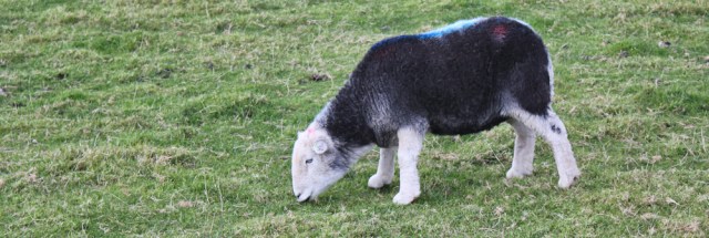 25-herdwick-sheep-ruth-livingstone