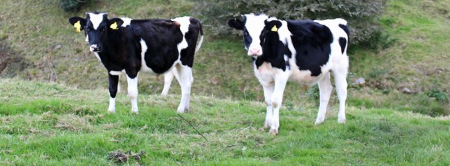 25-young-bullocks-ruth-walking-the-english-coast-cumbria