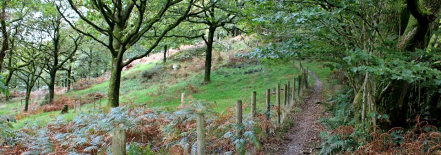 26-highstribers-wood-ruth-walking-the-english-coast-cumbria