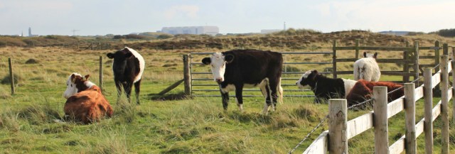 27-cows-guarding-the-gate-ruth-livingstone