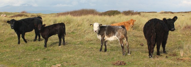 29-cows-with-calves-ruth-livingstone-walking-the-english-coast