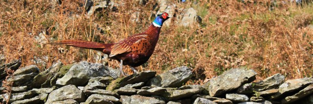 30-pheasant-bigland-hall-ruth-walking-the-english-coast-cumbria