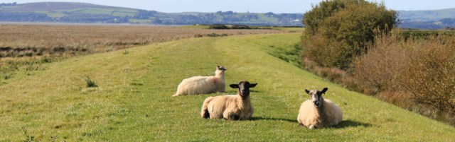 30-sheep-on-old-embankment-ruth-walking-the-english-coast