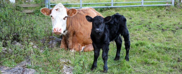 35-newborn-calf-ruth-livingstone-in-meathop
