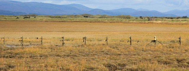 fence-ruth-walking-the-coast-barrow-in-furness