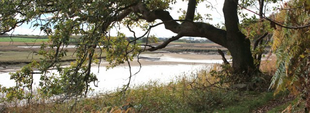 23-woodland-walk-river-esk-ruth-livingstone-walking-the-english-coast