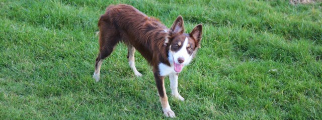 25-collie-on-the-coast-path-ruth-livingstone-hiking-in-cumbria