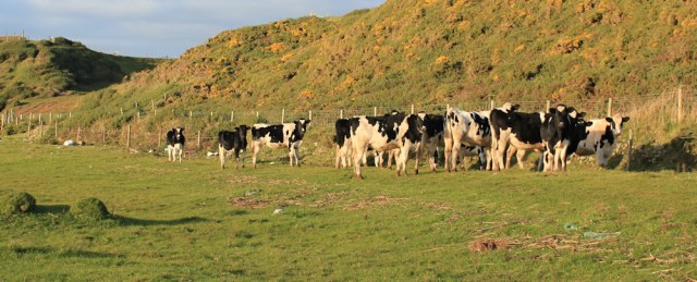 33-cows-on-hyton-marsh-ruth-hiking-in-cumbria