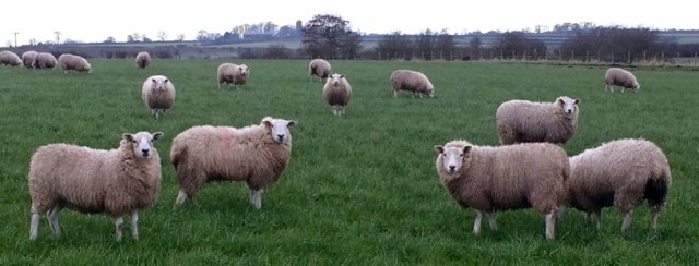 06-sheep-newton-arlosh-ruth-walking-the-coast-of-cumbria