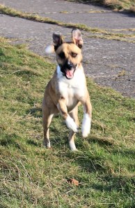 07-not-so-playful-hound-ruth-livingstone