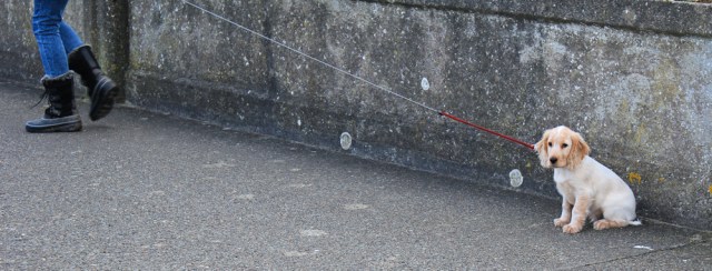 07-puppy-dog-maryport-ruth-livingstone-walking-the-english-coast-cumbria