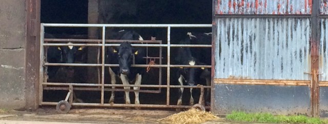 11-cows-in-barn-ruth-livingstone