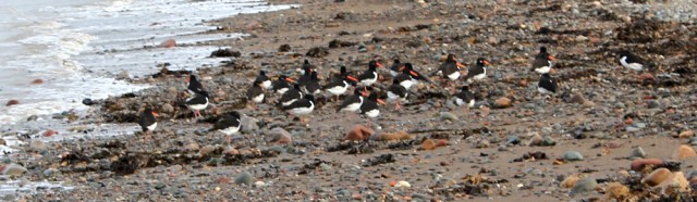 11-oyster-catchers-ruth-walking-the-english-coast-cumbria