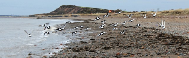12-oyster-catchers-taking-off-ruth-hiking-the-english-coast-cumbria