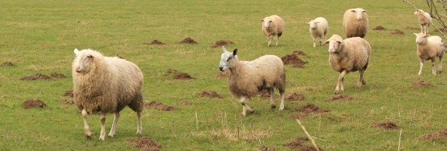 18-hungry-sheep-ruth-livingstone-in-cumbria