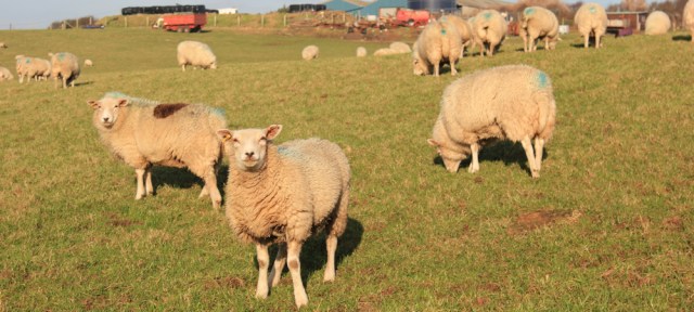 19-sheep-near-coulderton-ruth-walking-to-st-bees