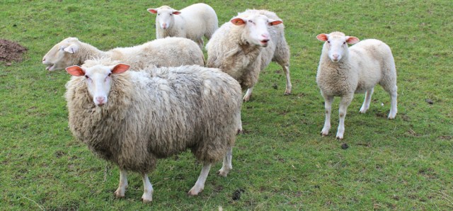 19-very-hungry-sheep-ruth-hiking-in-solway-cumbria