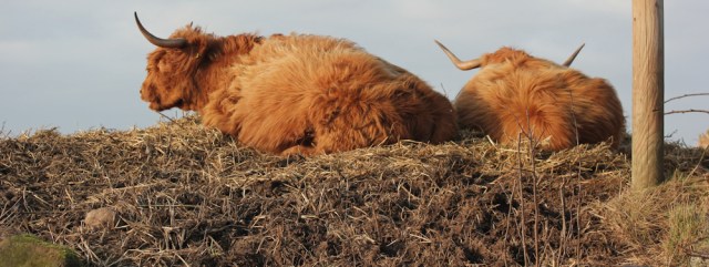 20-cattle-ruth-livingstone-walking-to-st-bees-cumbria