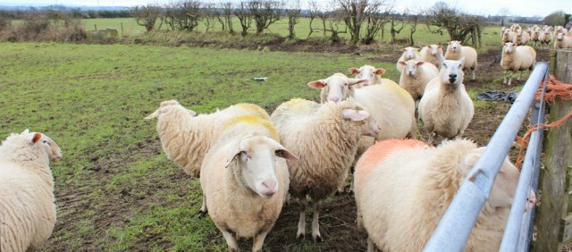a01-hungry-sheep-ruth-walking-the-english-coast-solway