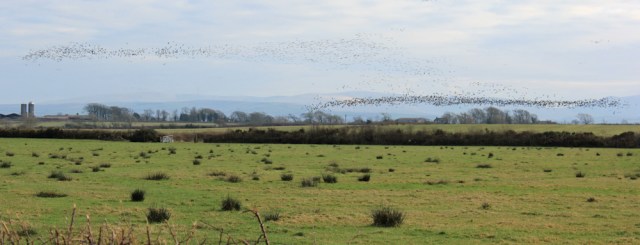 a18-mistaken-murmurations-ruth-livingstone-walking-the-english-coast-cumbria