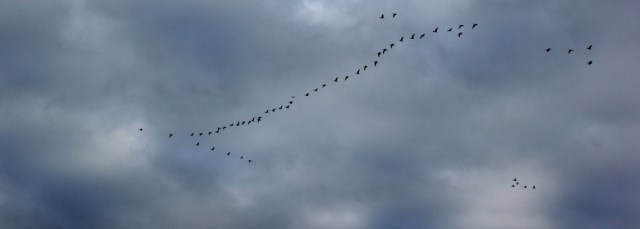 a24-flying-geese-ruth-livingstone-walking-the-english-coast-cumbria