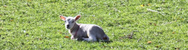 09 first lamb of the season, Ruth in Cumbria