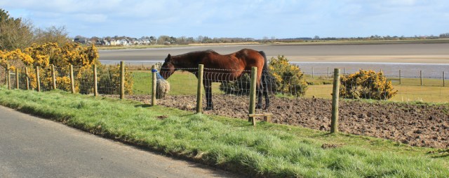 13 hungry horse, Anthorn, Ruth's England coast path walk