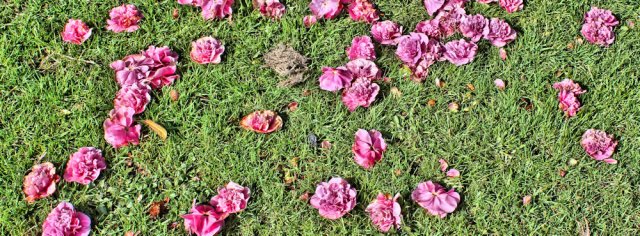 19 fallen petals, Ruth Livingstone in Cumbria
