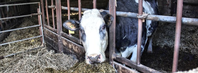 21 cow, Ruth Livingstone