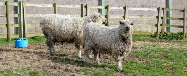 29 shaggy sheep, Demesne, Ruth Livingstone hiking towards Gretna up the River Eden - Copy