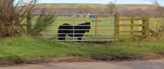 31 tiny horse, Rockcliffe Cross, Ruth hiking up the River Eden - Copy