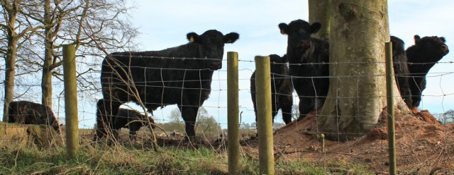 33 cattle ambush, Ruth's coastal walk, UK - Copy